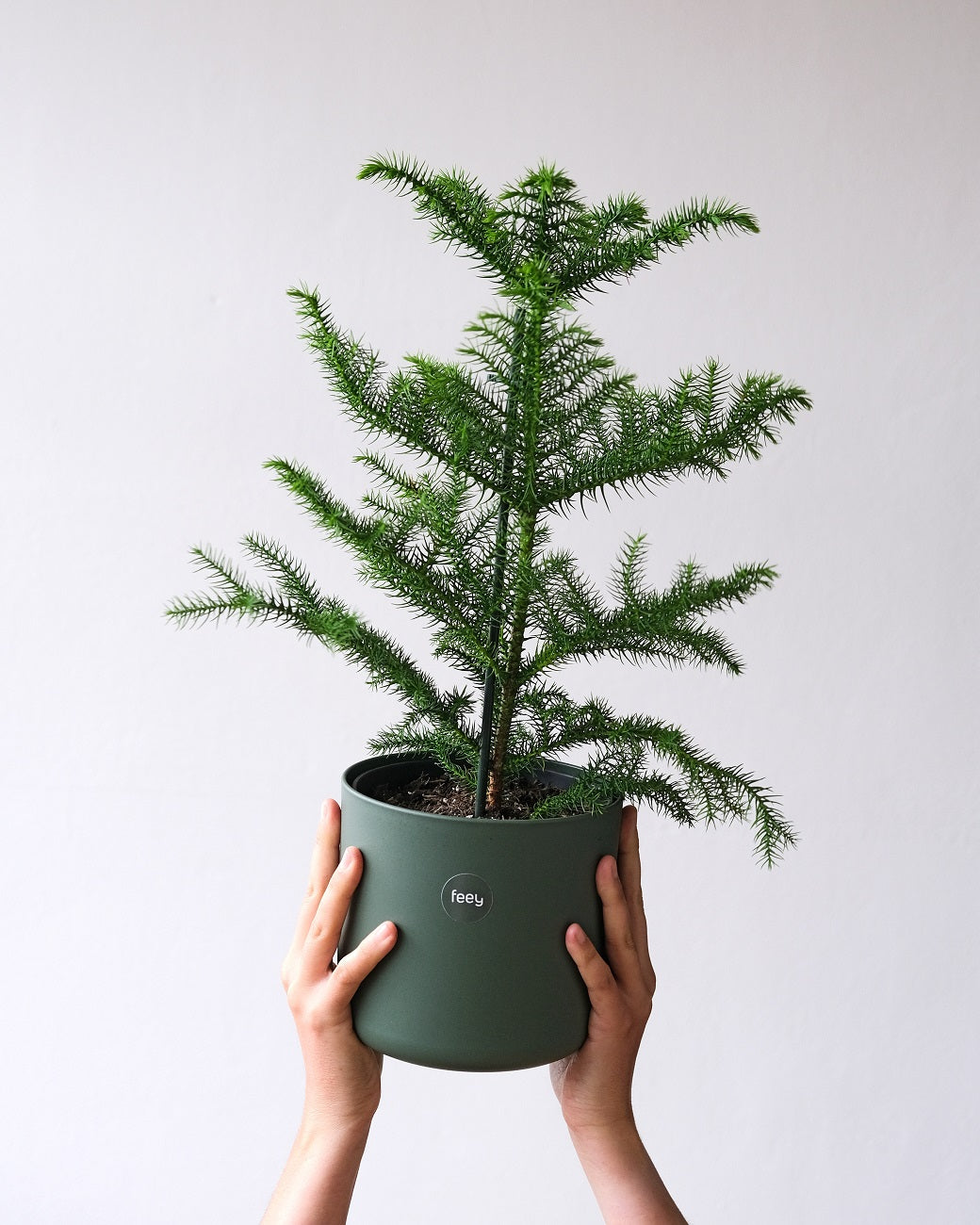 Plante conifère araucaria en pot