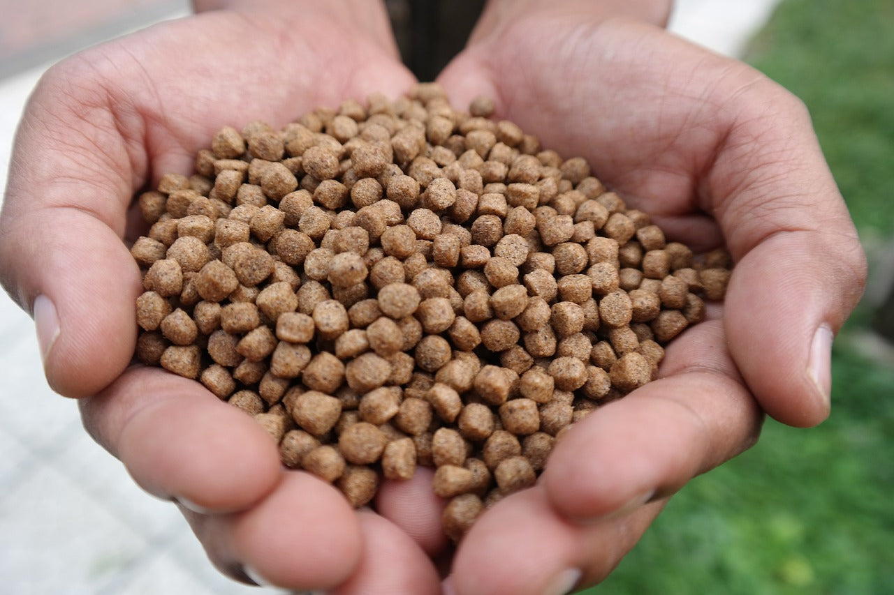 Mains pleines de pellets d'appât pour la pêche