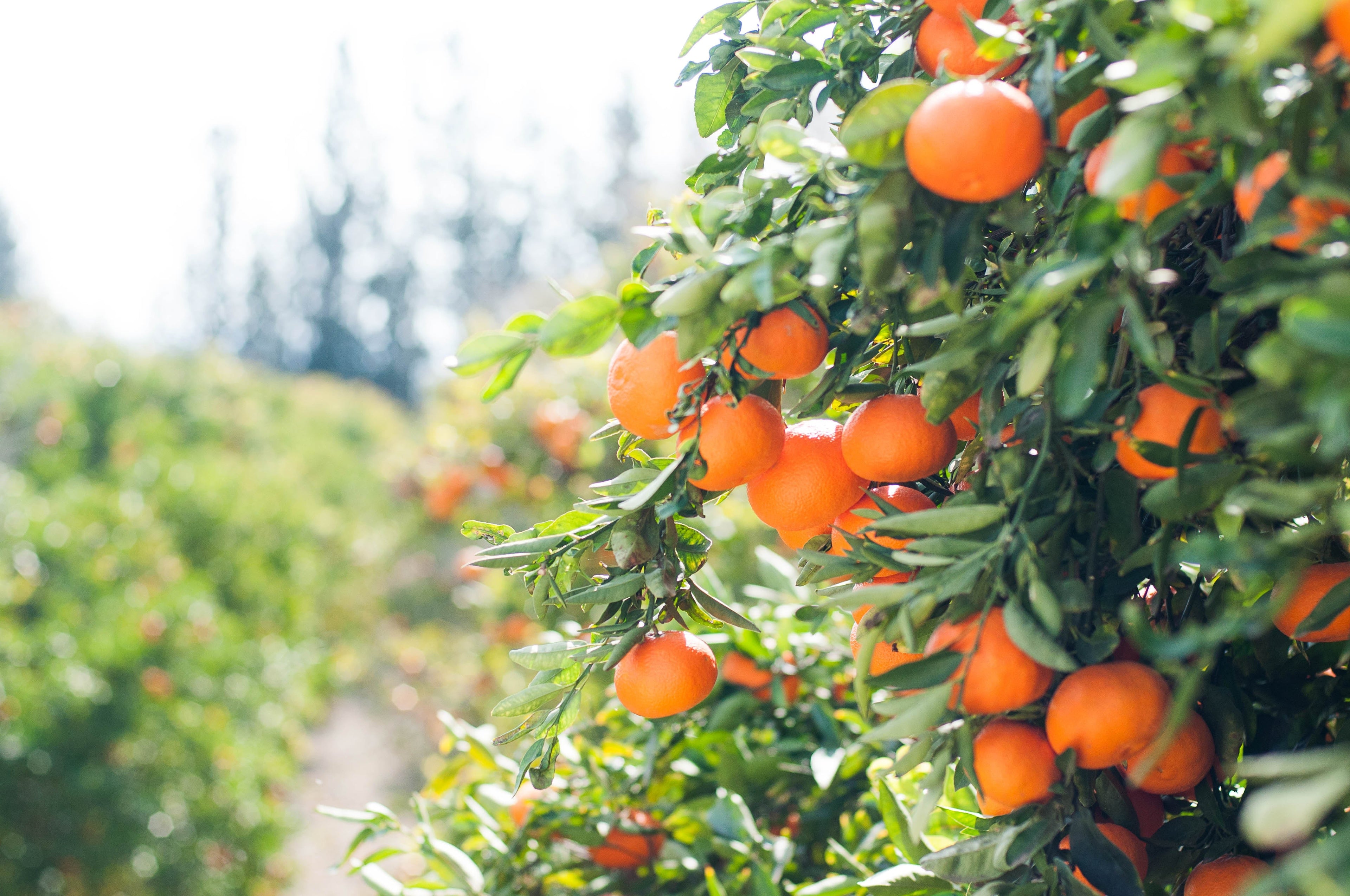 Plusieurs genre d'arbres fruitiers