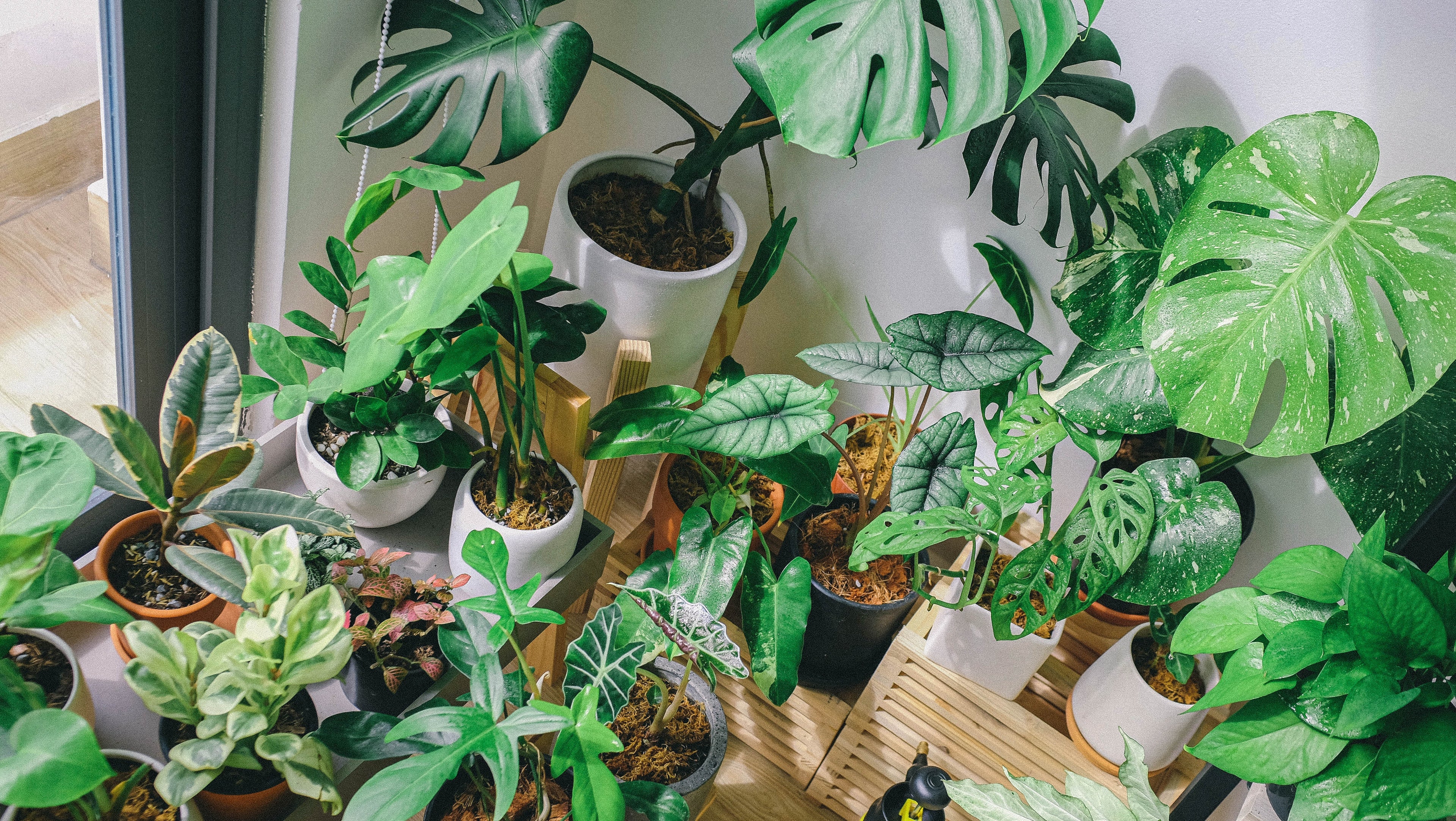 Plantes d'intérieurs dont Monstera Deliciosa Variegata 