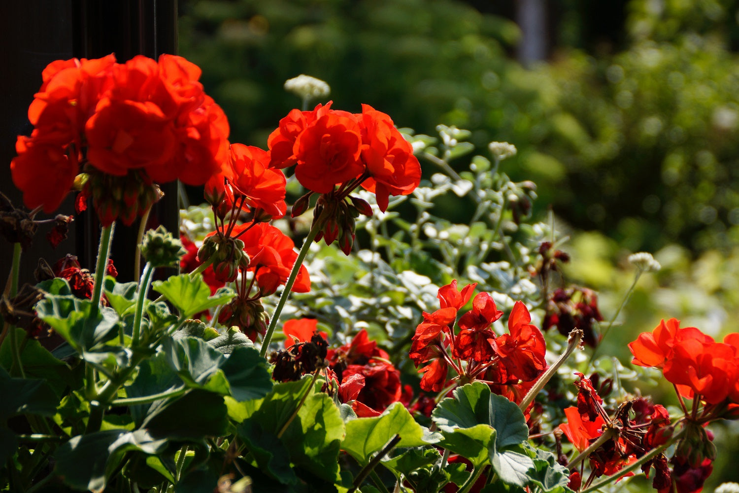 Géraniums et autres plantes annuelles