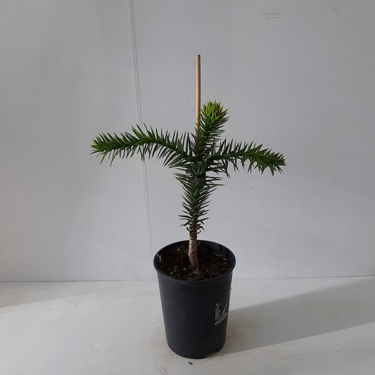 Araucaria Araucana au magasin de plantes Compagnie Vegetal à Créhange en Moselle