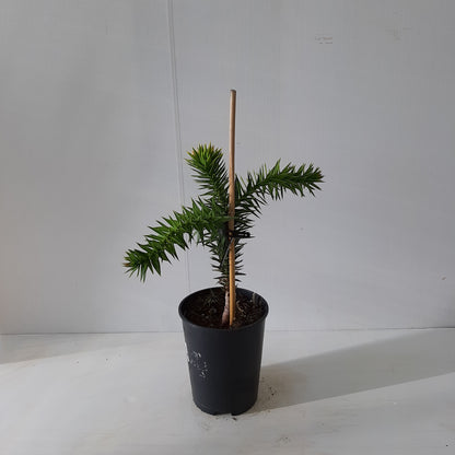 Araucaria Araucana au magasin de plantes Compagnie Vegetal à Créhange en Moselle