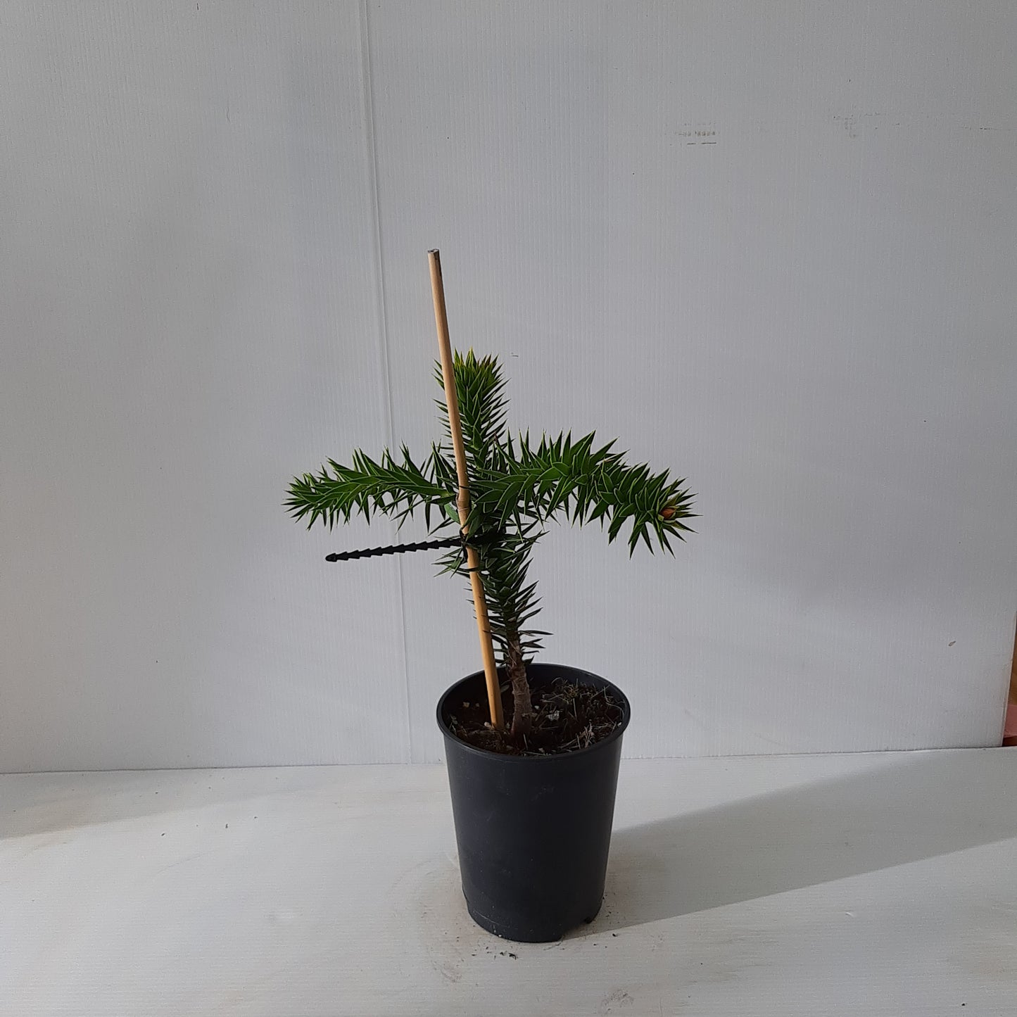 Araucaria Araucana au magasin de plantes Compagnie Vegetal à Créhange en Moselle