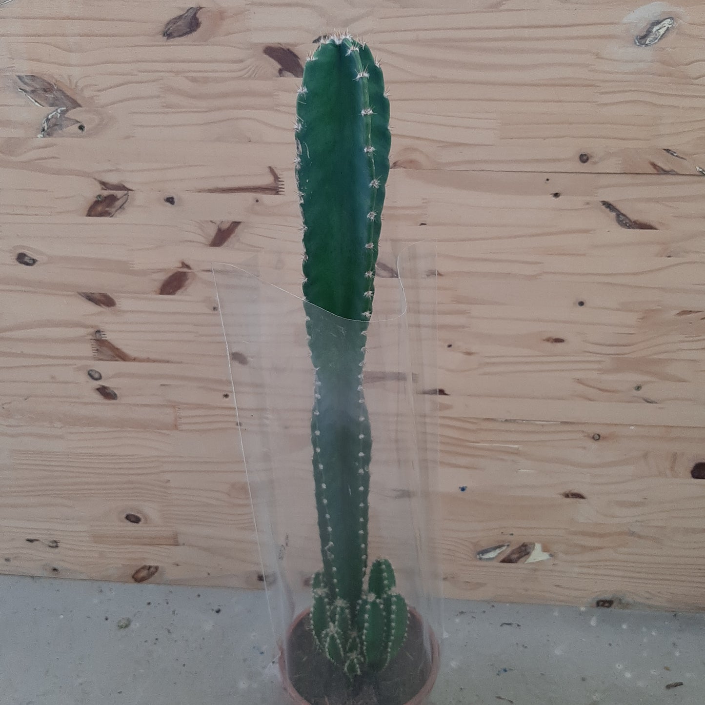 Cactus Euphorbia