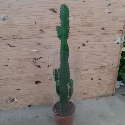 Cactus Euphorbia