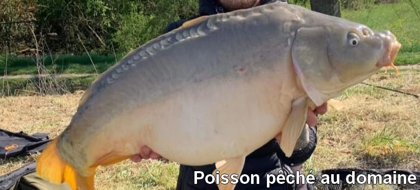 Poisson pêché au domaine de Francaltroff en Moselle