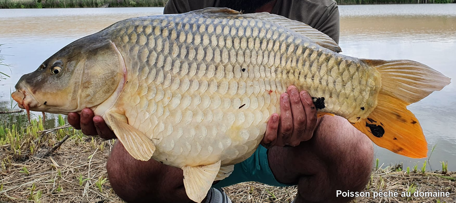 Poisson pêché au domaine de Francaltroff en Moselle