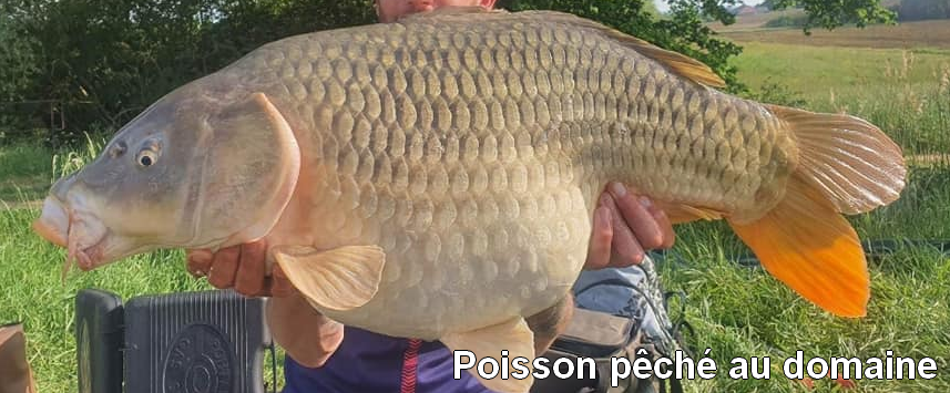 Poisson pêché au domaine de Francaltroff en Moselle