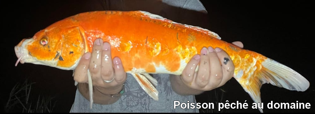 Poisson pêché au domaine de Francaltroff en Moselle