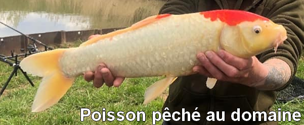 Poisson pêché au domaine de Francaltroff en Moselle