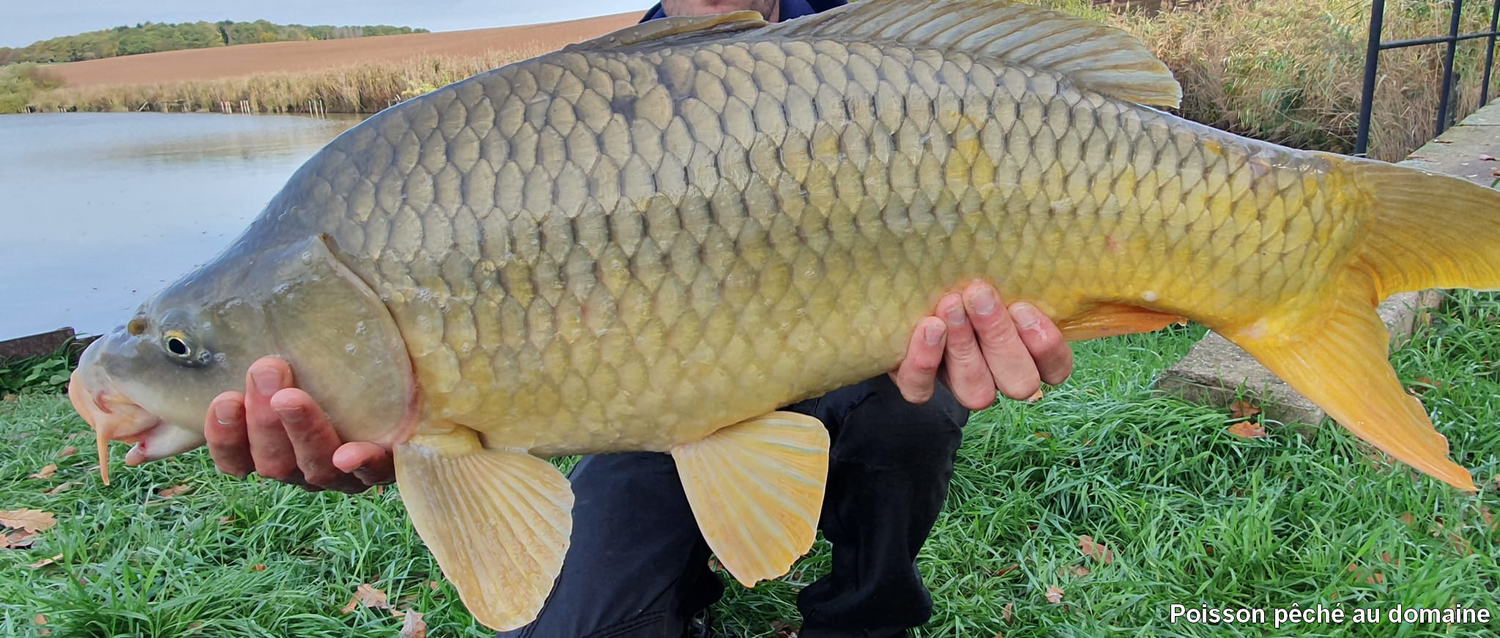 Poisson pêché au domaine de Francaltroff en Moselle