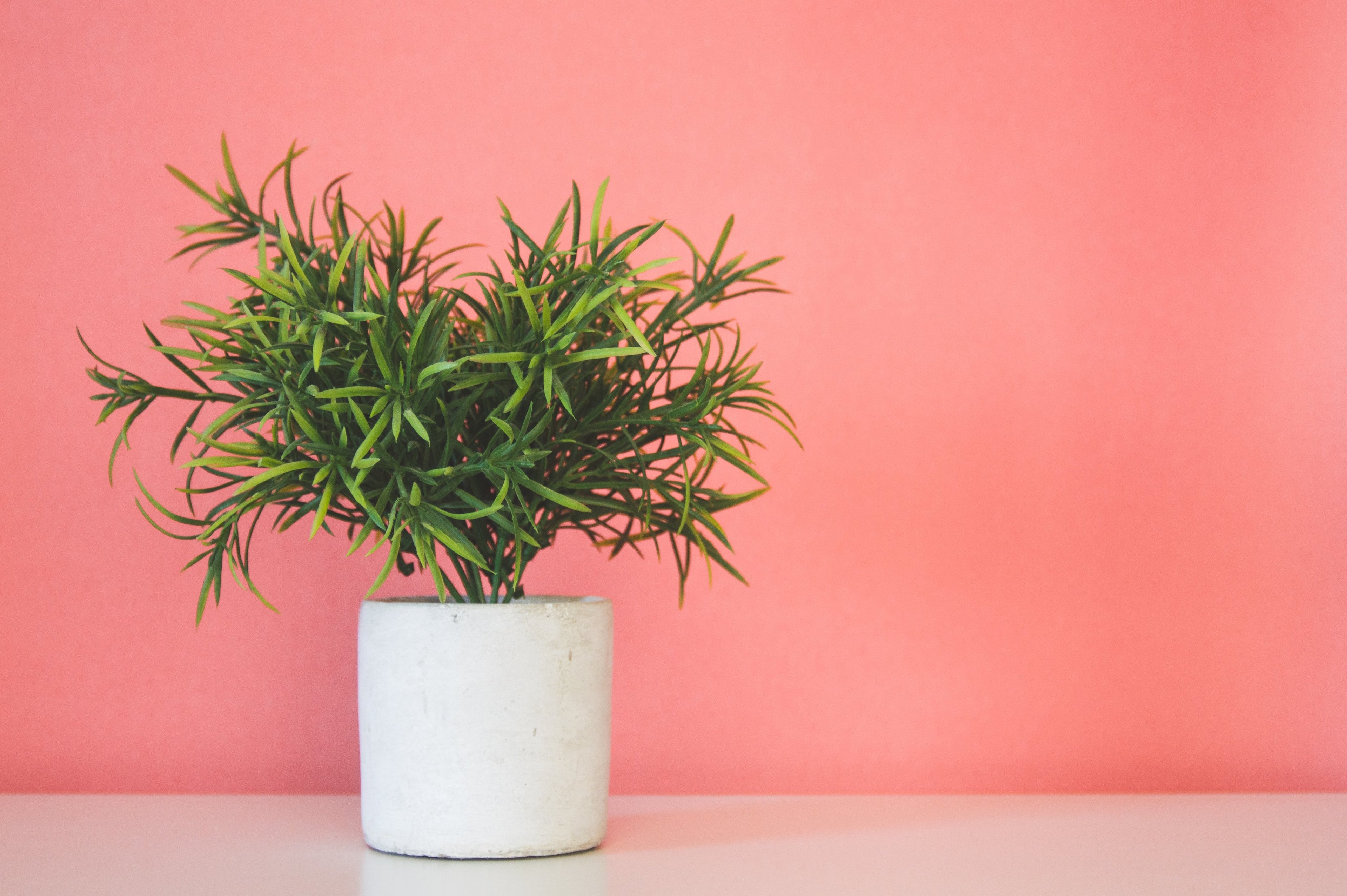 Plante dans un pot de fleur blanc