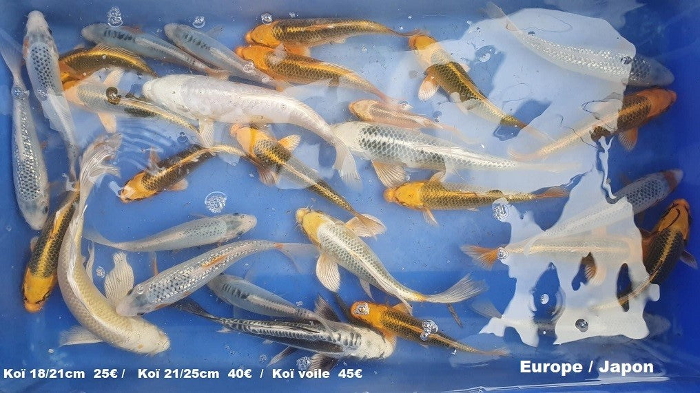 Poissons en vrac